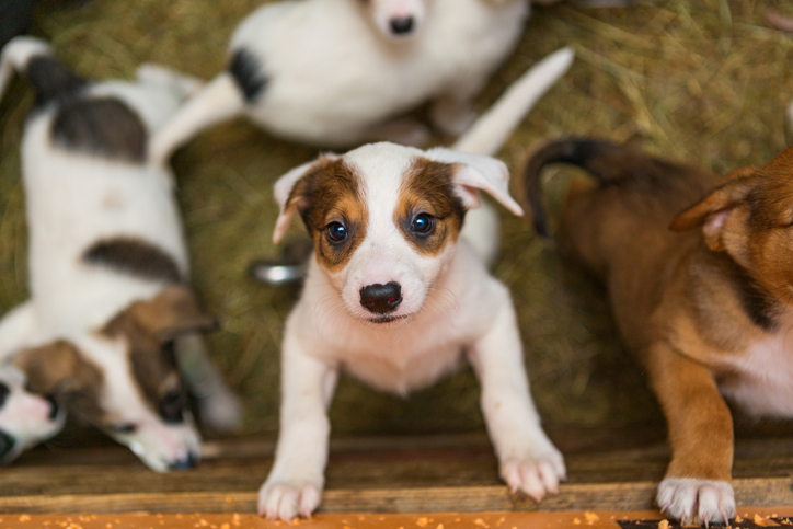 Você sabia que pet shops devem ter câmeras de segurança instaladas? 