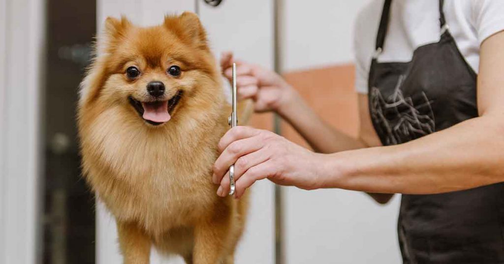 Segurança animal em destaque: Câmeras de segurança para proteger animais e clientes!